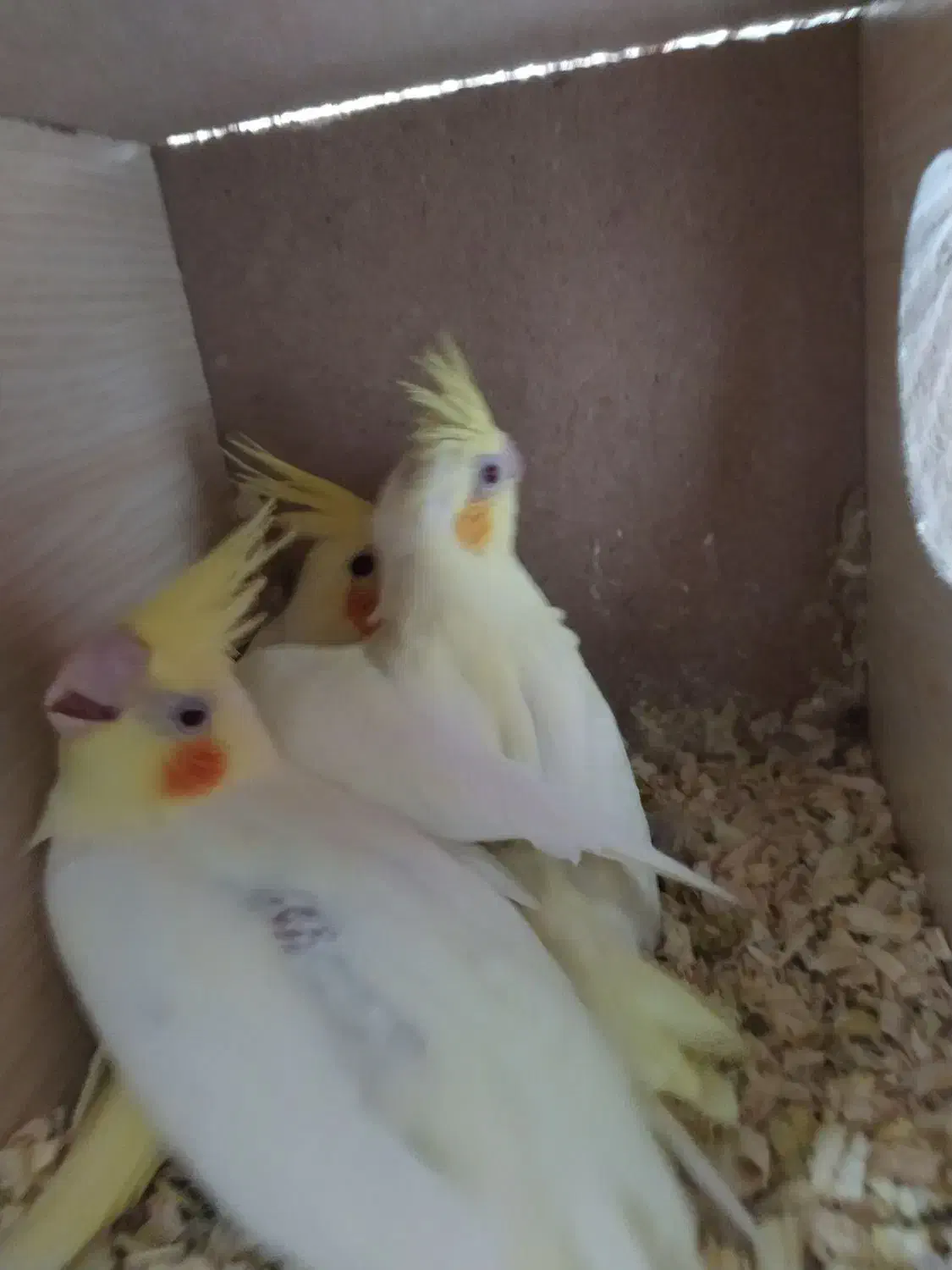 یک جفت جوجه لوتینو رنگ خاص|پرنده|بیرجند, |دیوار