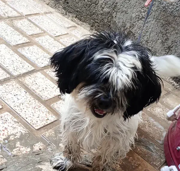 شیتزو|سگ|هرسین, |دیوار