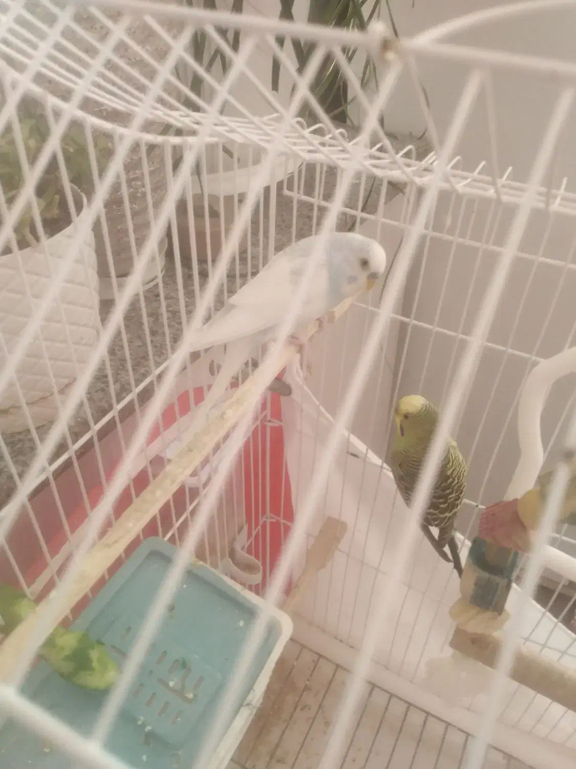 مرغ عشق نر|پرنده|شیروان (خراسان), |دیوار