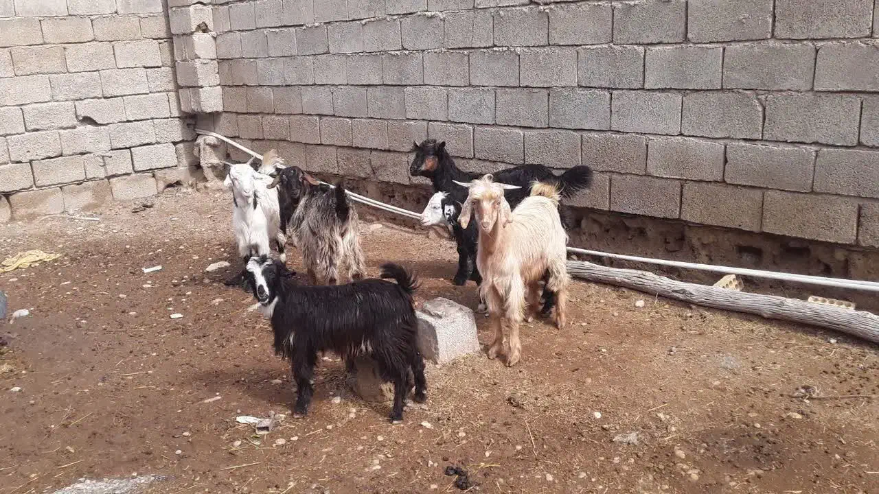 7بز نر وماده|حیوانات مزرعه|بندر ماهشهر, |دیوار