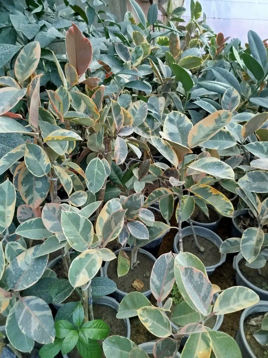 انواع گل آپارتمانی|گل و گیاه طبیعی|ارطه, |دیوار