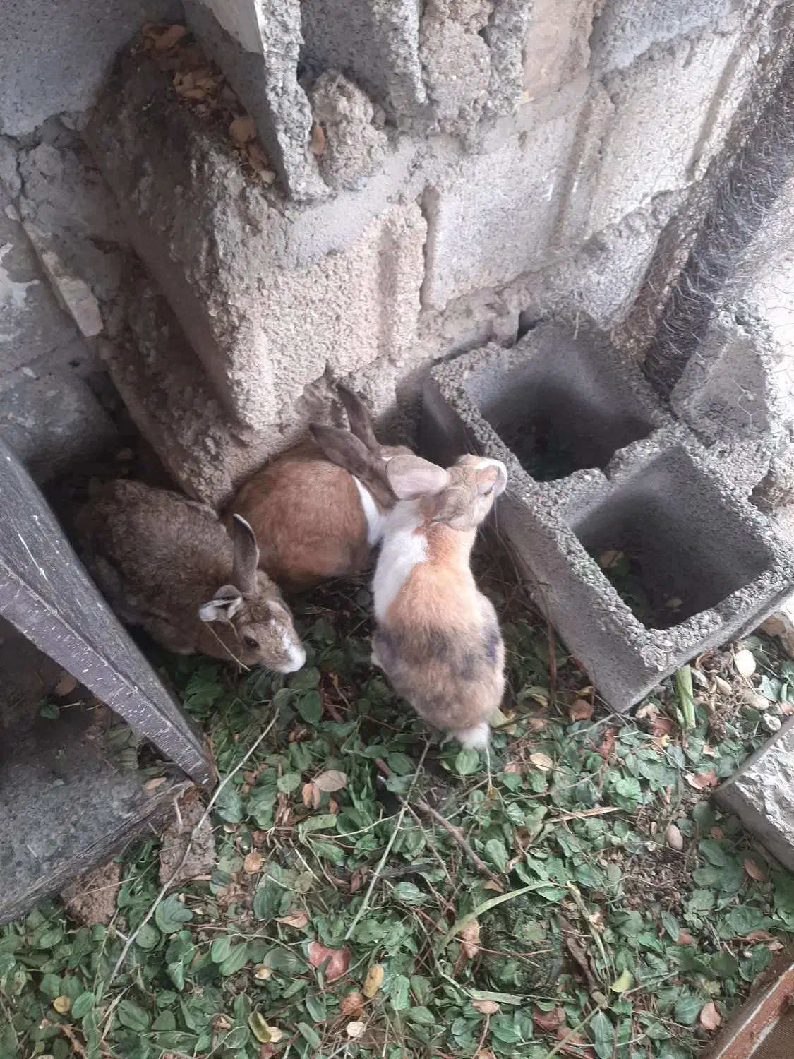 ۳ تا خرگوش|موش و خرگوش|شوشتر, |دیوار