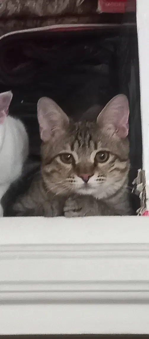 واگذاری گربه ۶ ماهه|گربه|مشهد, کوشش|دیوار