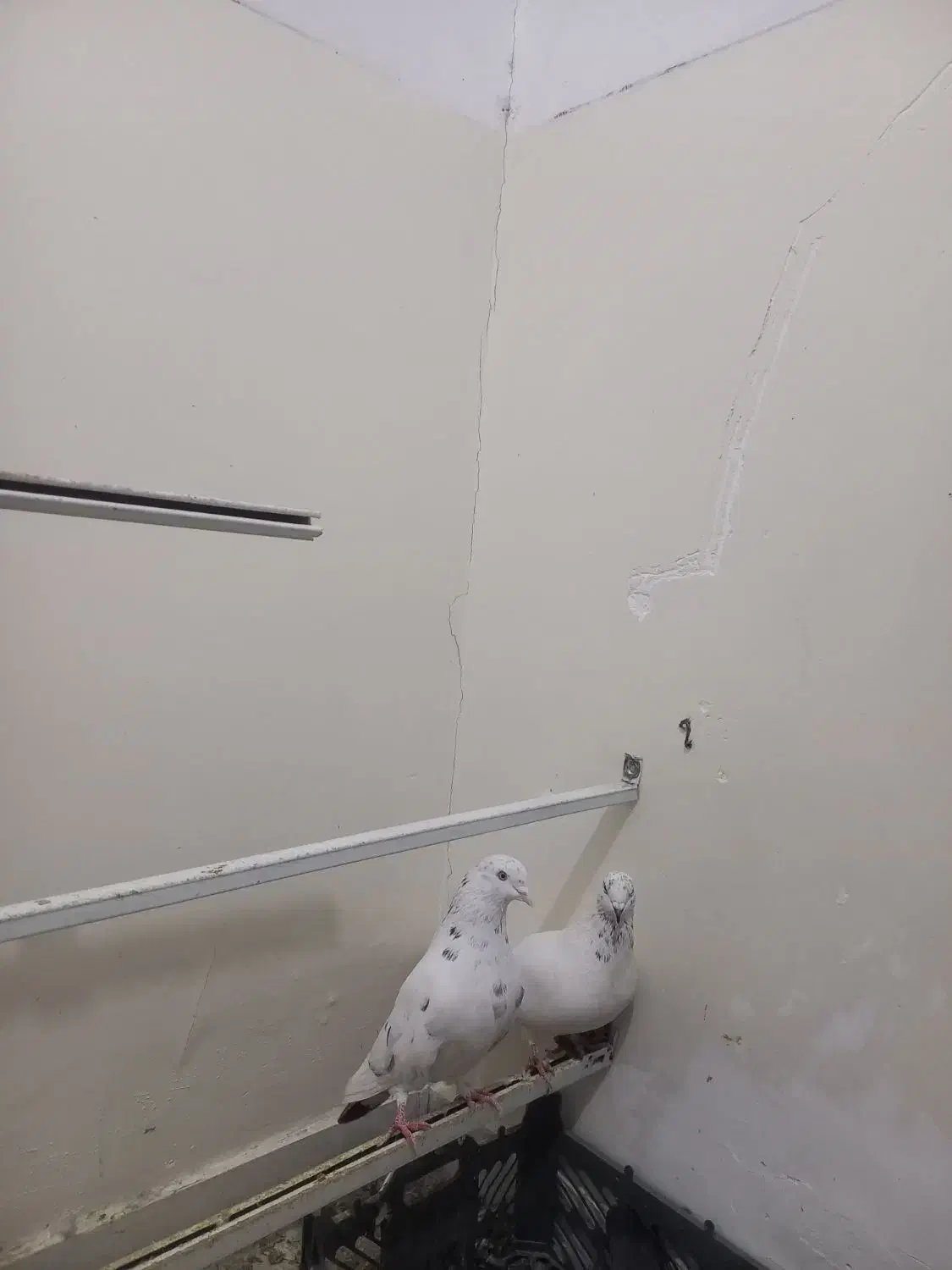 تعدادی کفتر پرشی|پرنده|جلفا, |دیوار