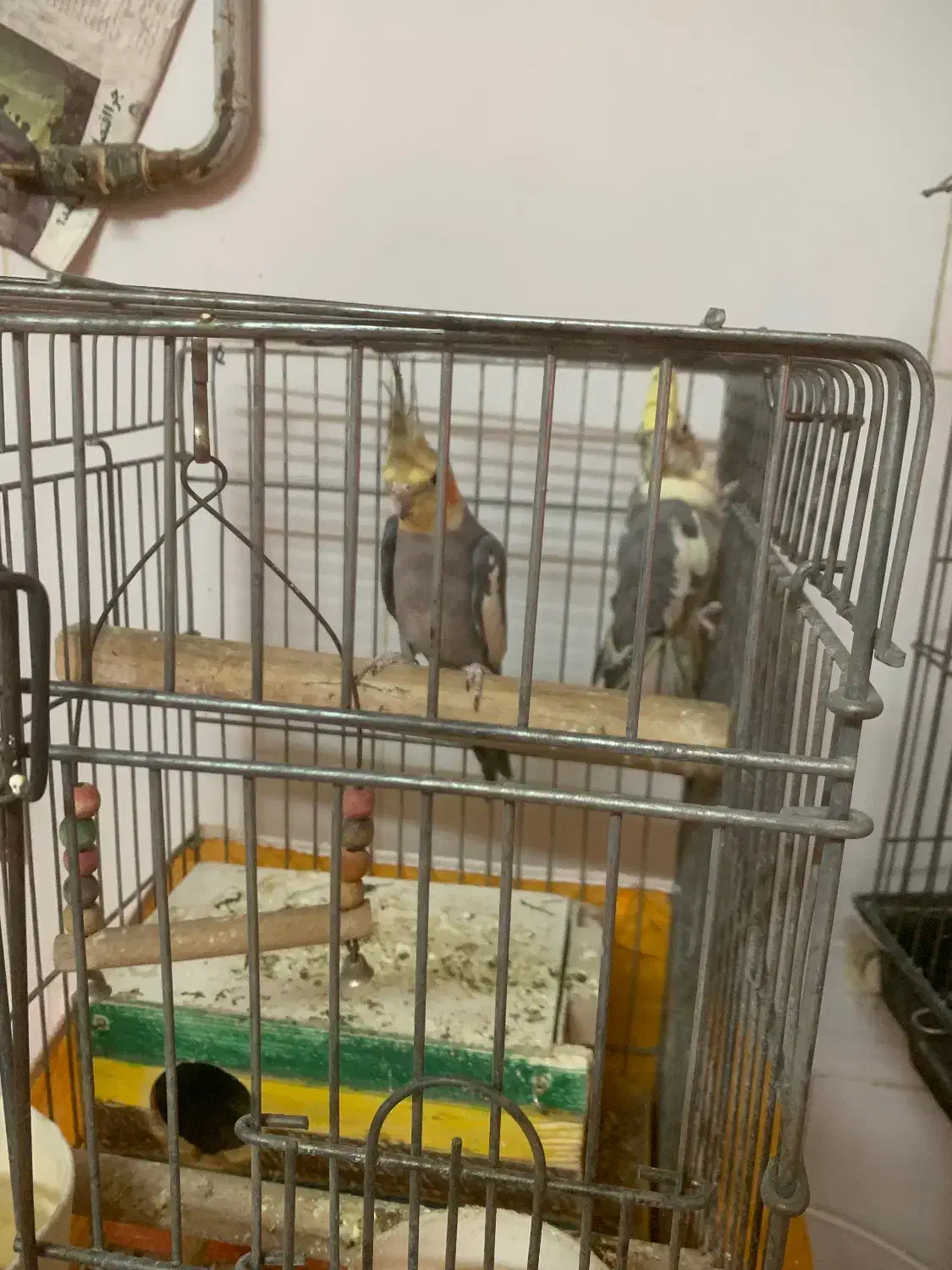 طوطی برزیلی و عروس هلندی|پرنده|باقرشهر, |دیوار