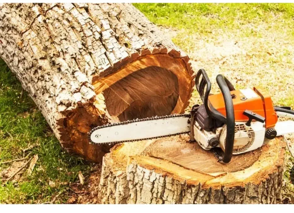 خرید انواع چوب کاملا نقدی پرداخت در محل|خدمات باغبانی و درختکاری|شاهین دژ, |دیوار