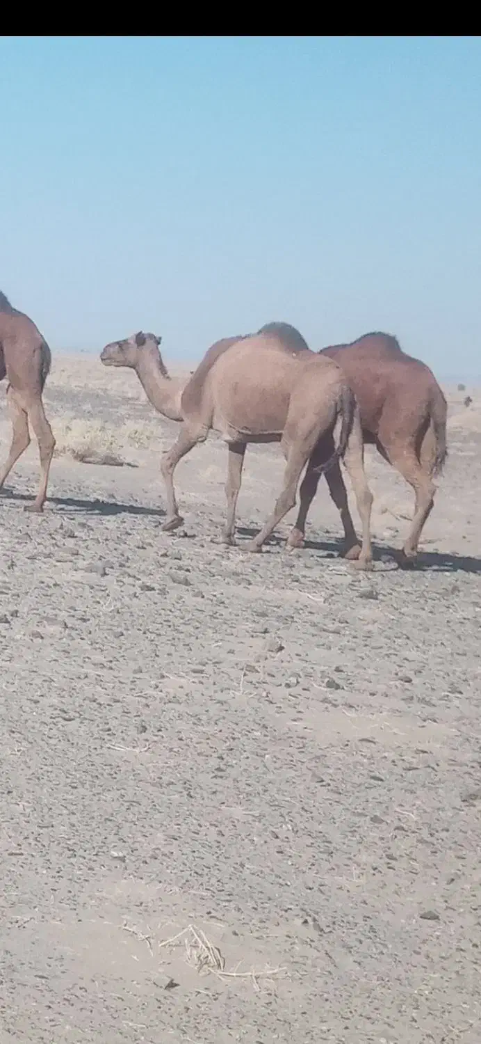 حیوانات مزرعه|حیوانات مزرعه|خوسف, |دیوار