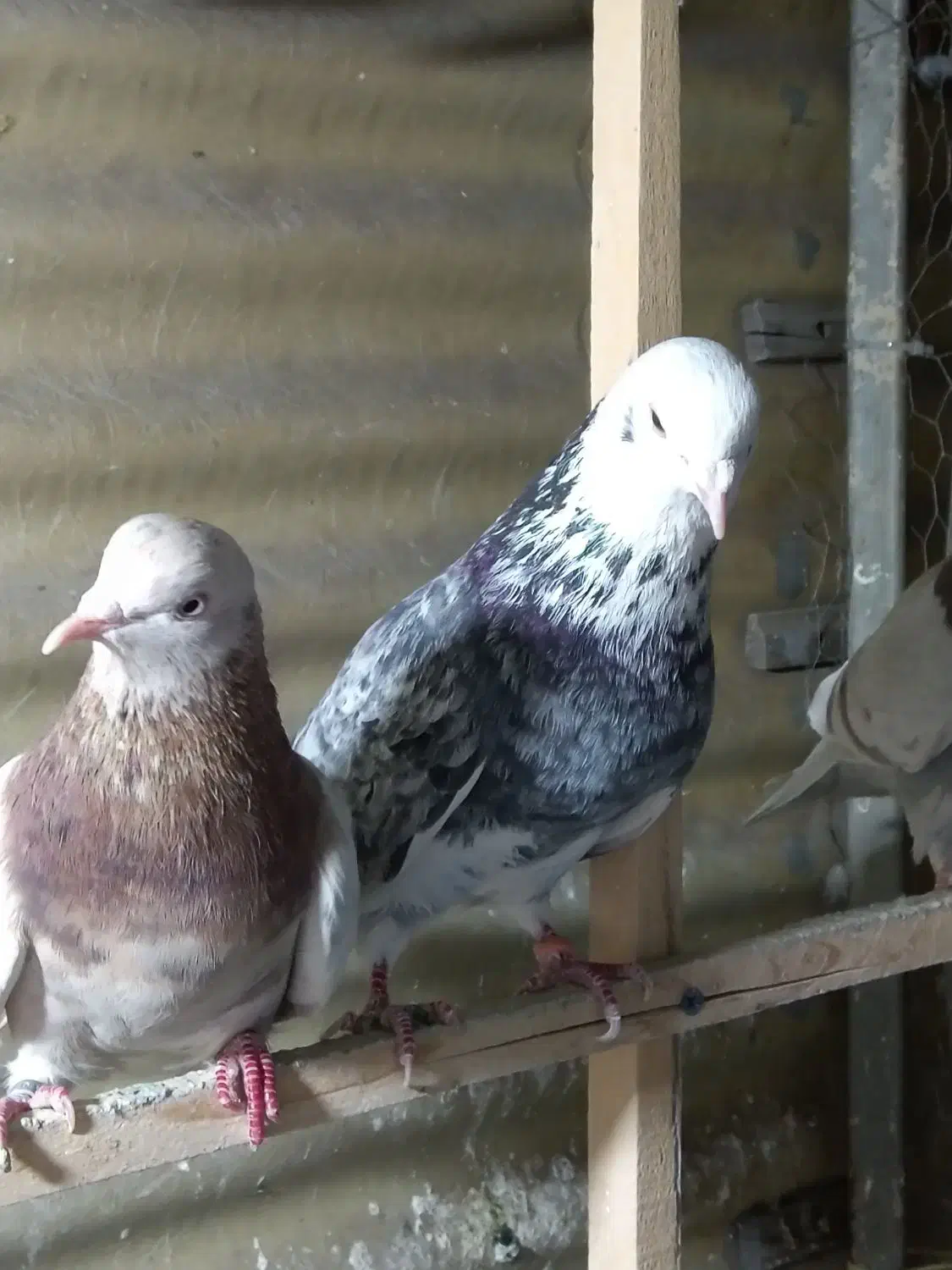 کفتر|پرنده|شهر ری, دولت‌آباد|دیوار