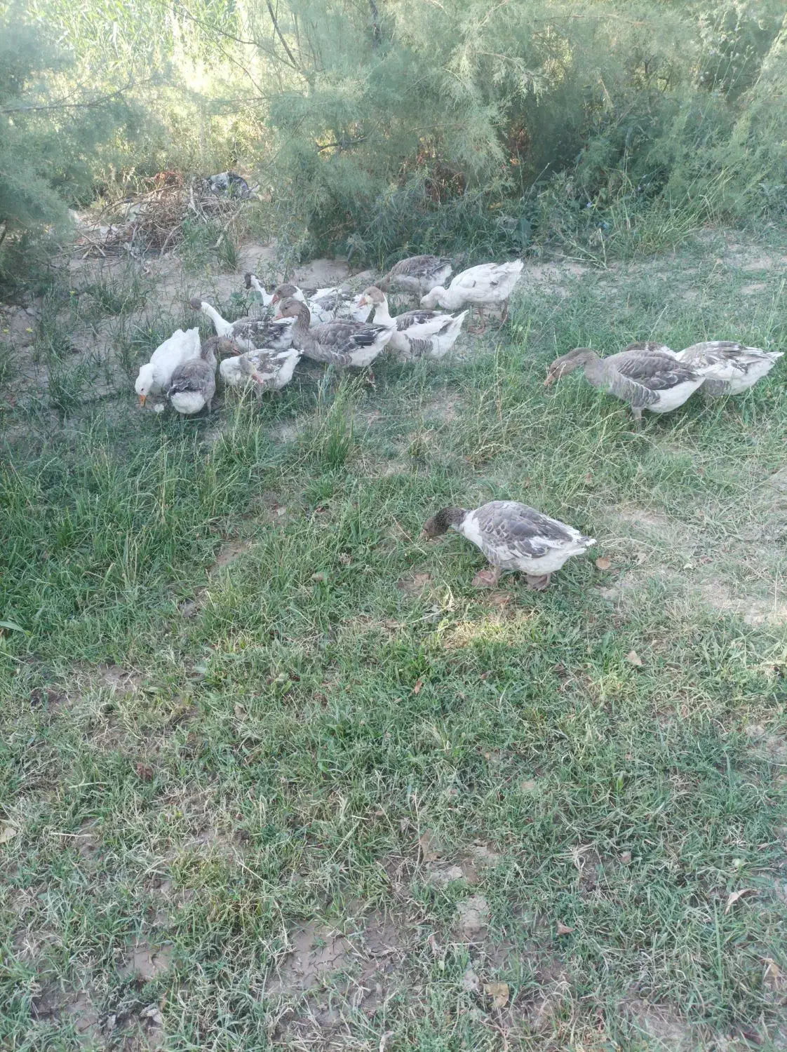 غاز|حیوانات مزرعه|بستان آباد, |دیوار