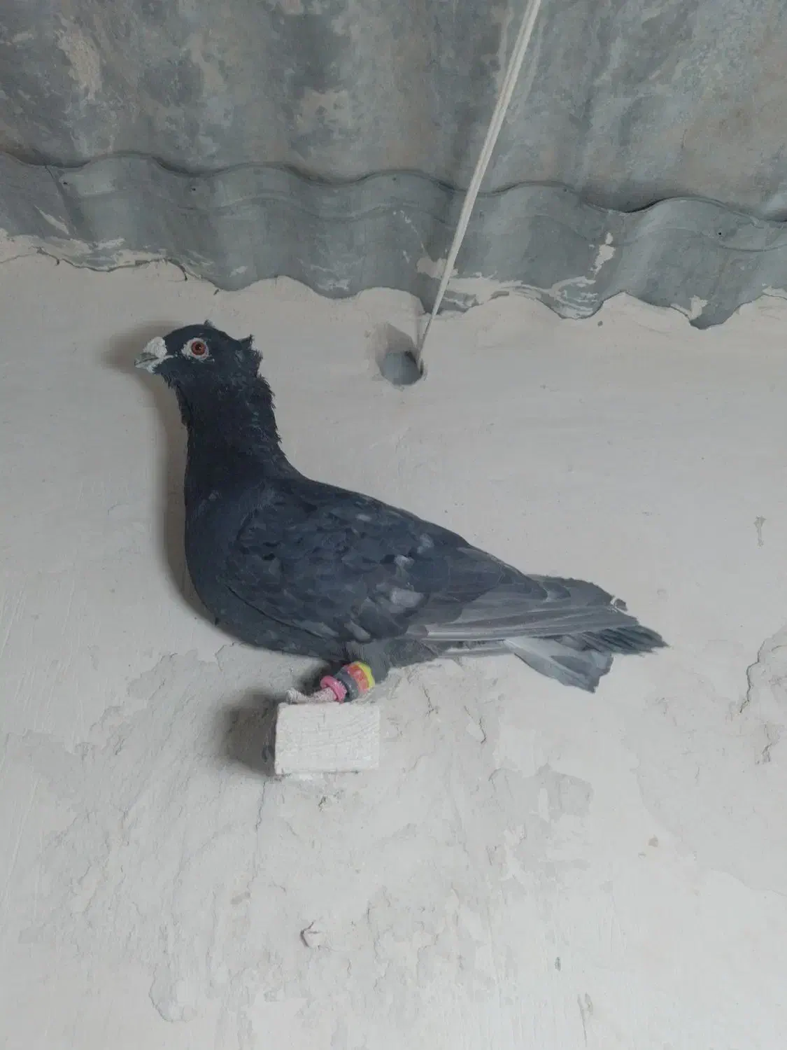 موشی کاکلی|پرنده|سلامی, |دیوار