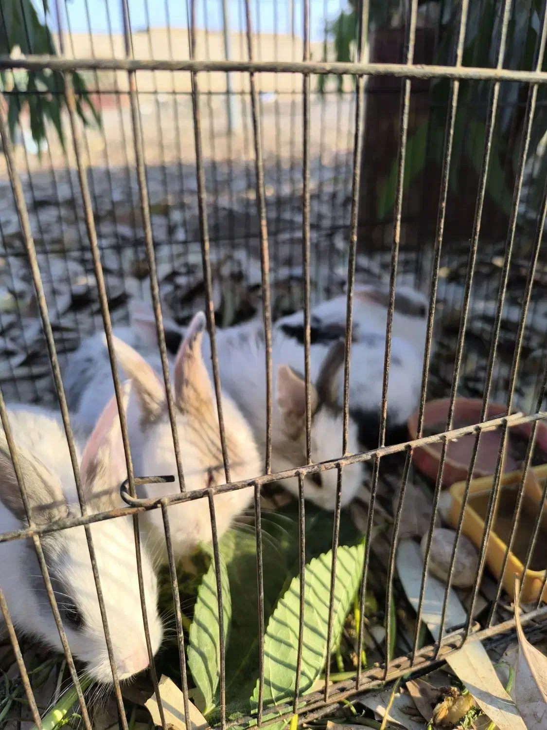 خرگوش|موش و خرگوش|شوشتر, |دیوار