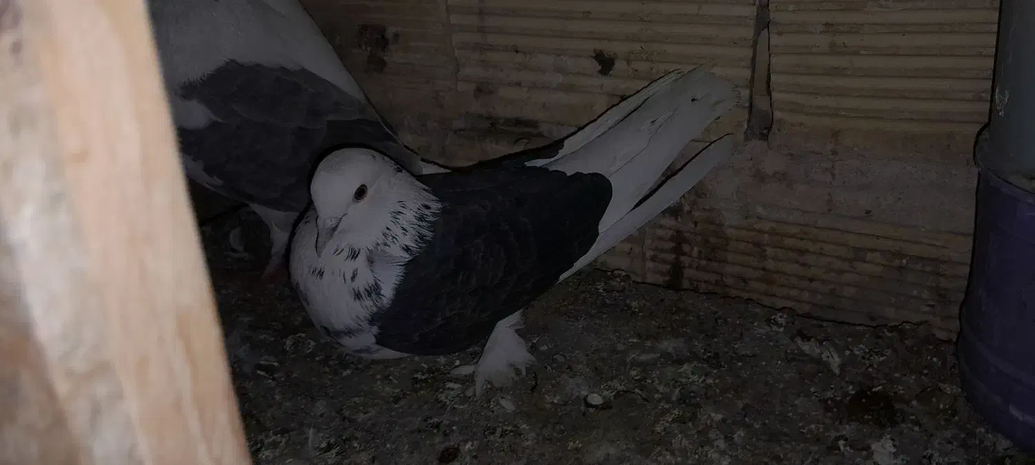 اجفت تهرونی دوکت تخت دم سفیدویه ماده دمگیر سوسکی|پرنده|خمینیشهر, |دیوار