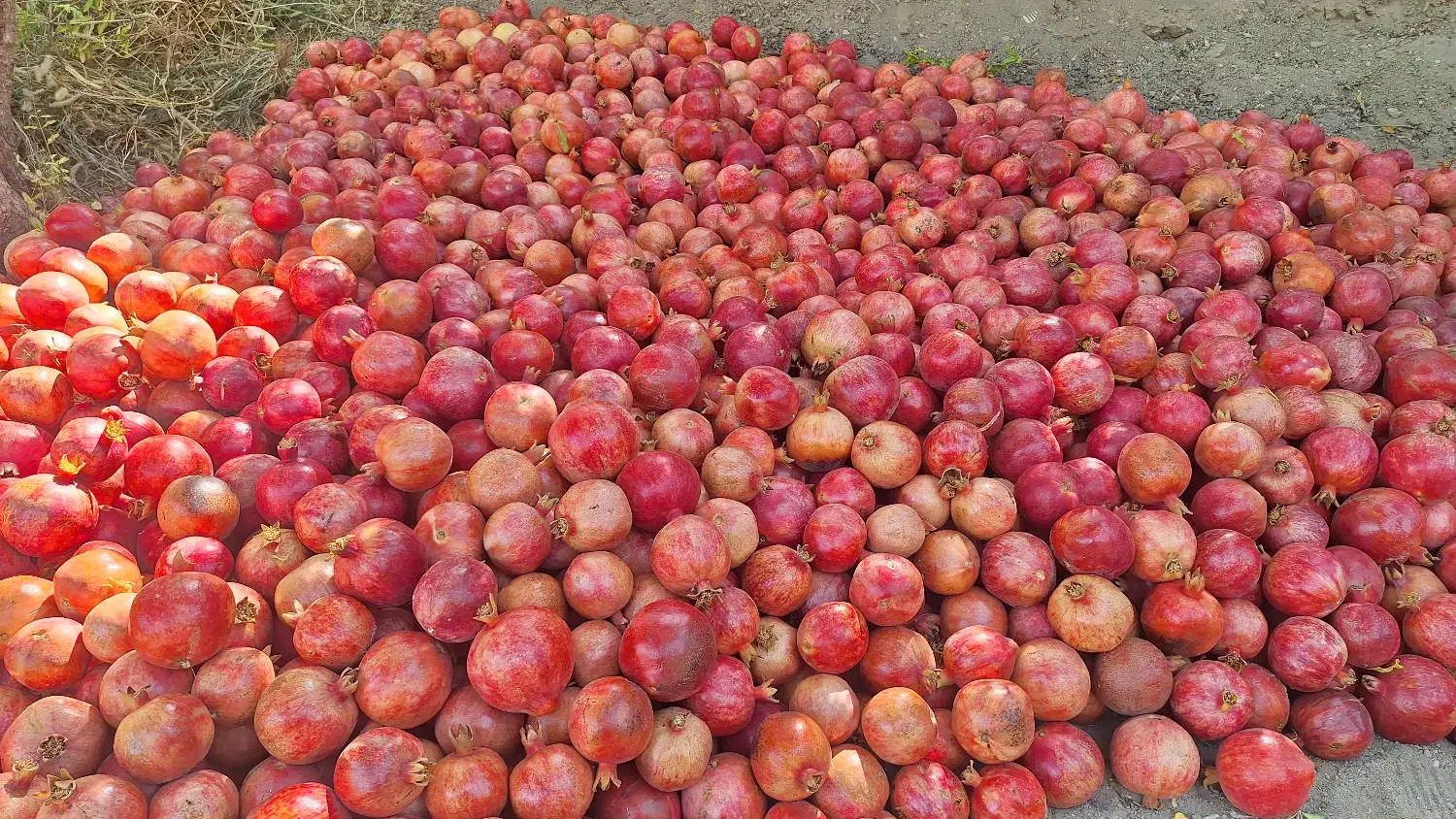 انار منطقه عقدا|خوردنی و آشامیدنی|حمیدیا, |دیوار