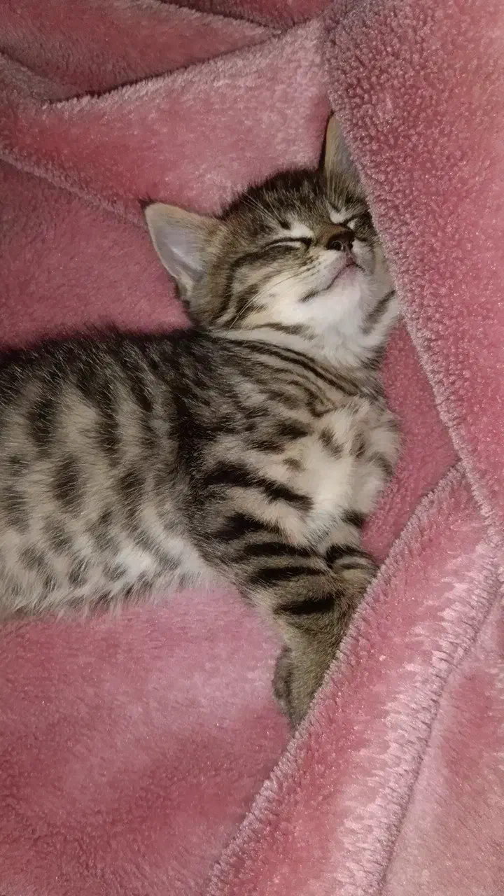 واگذاری گربه|گربه|دماوند, گیلاوند|دیوار