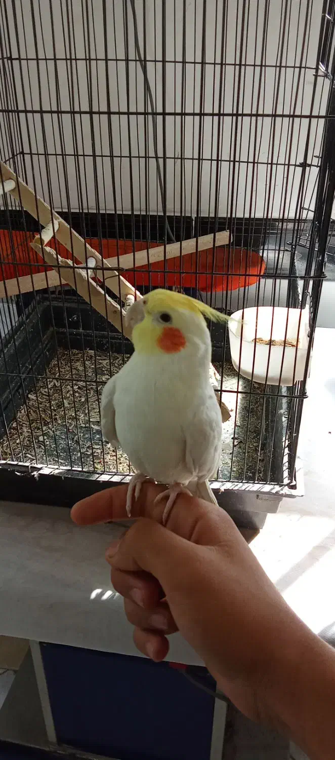 یک جفت عروس هلندی|پرنده|شازند, |دیوار