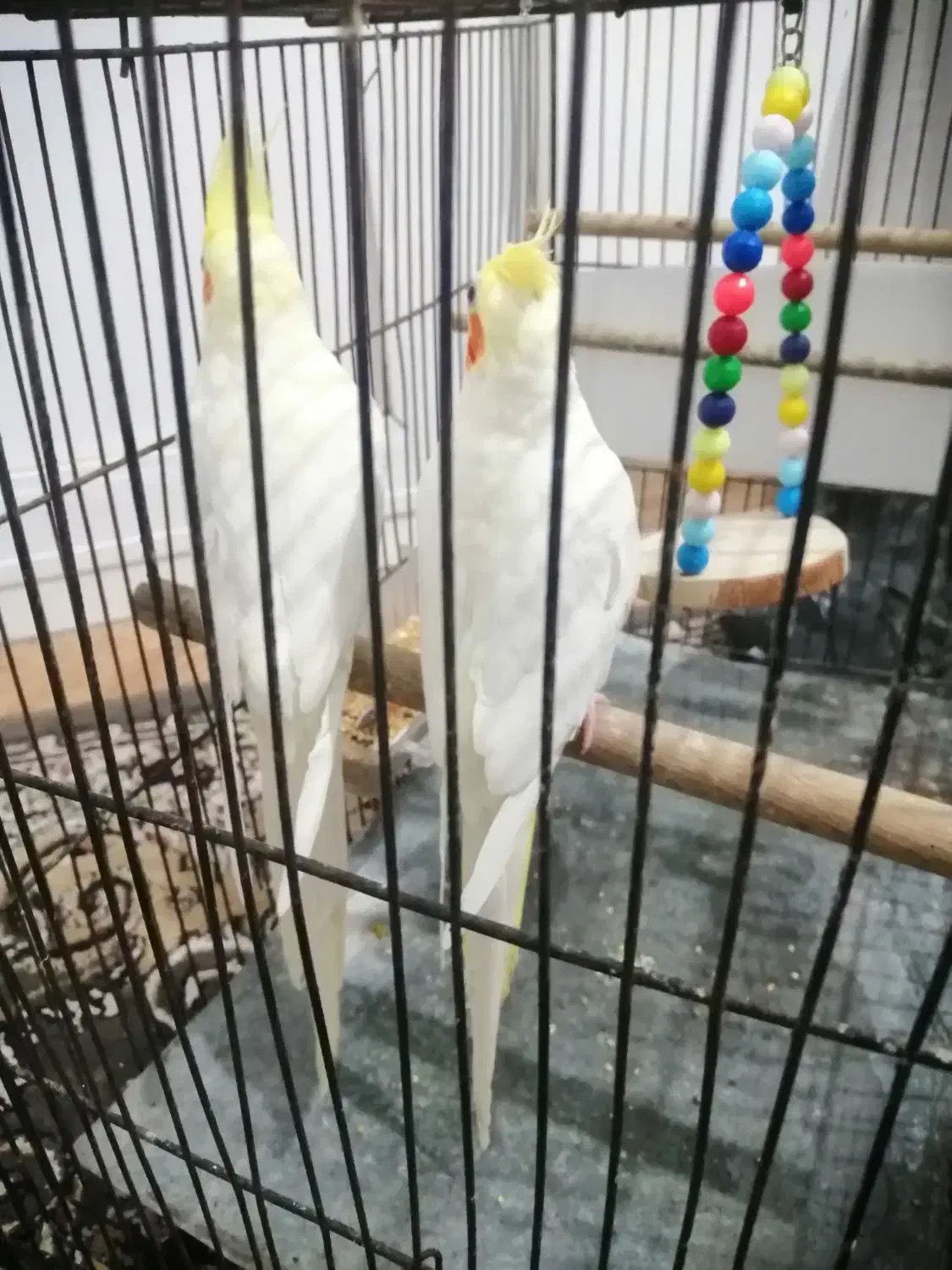 عروس هلندی لوتینو|پرنده|رشت, نظری|دیوار