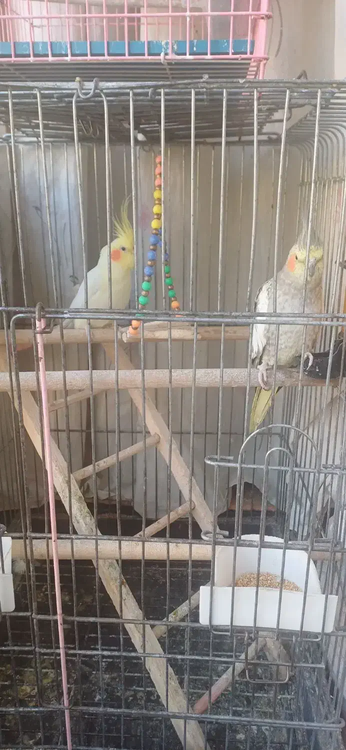 پرنده|پرنده|فردیس, فردیس|دیوار