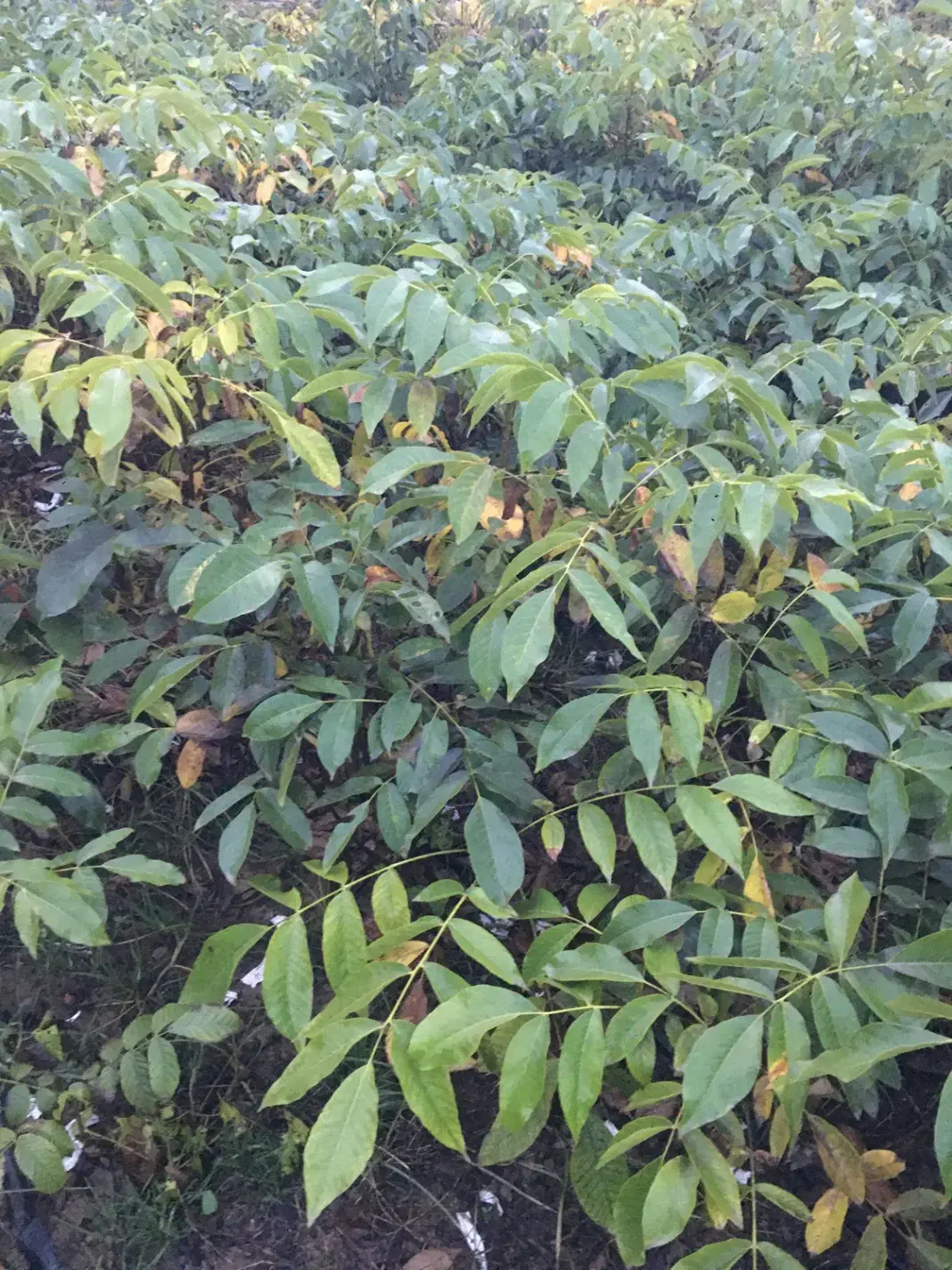 گردو چندلرو فرنورپیوندی|گل و گیاه طبیعی|خان ببین, |دیوار