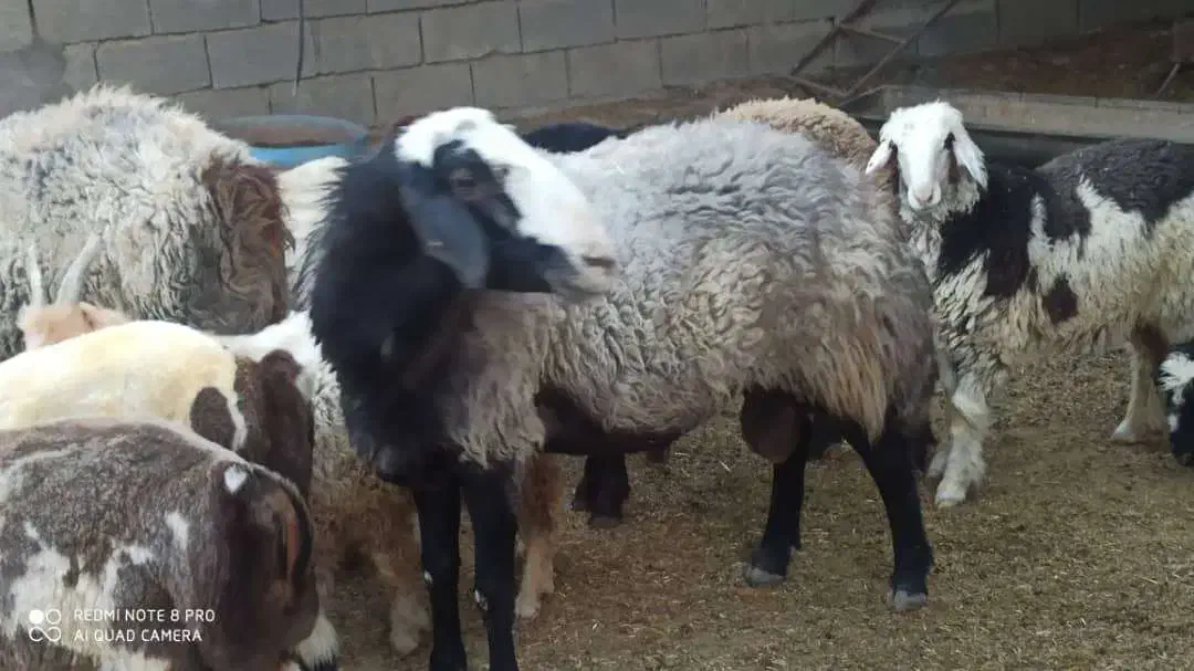 قوچ شال اصل ب شرط میش رون درجه یک|حیوانات مزرعه|دوگنبدان, |دیوار