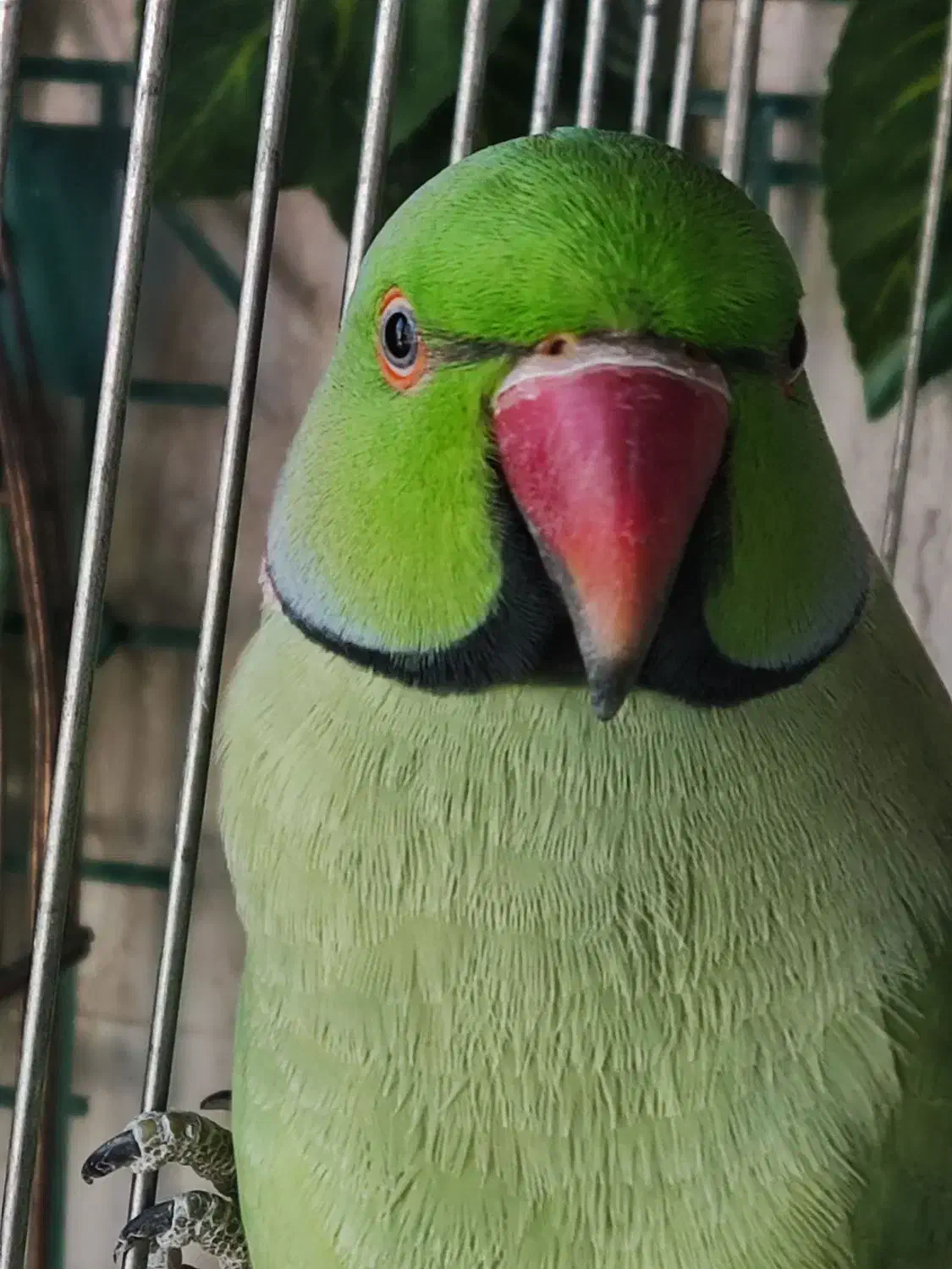 یک جفت ملنگو مولد|پرنده|تبریز, |دیوار