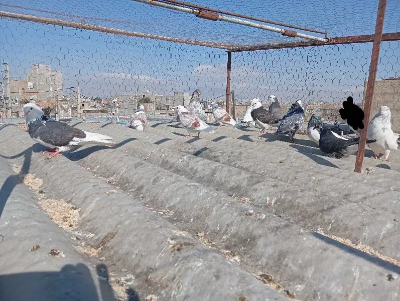 کفتر|پرنده|صباشهر, |دیوار