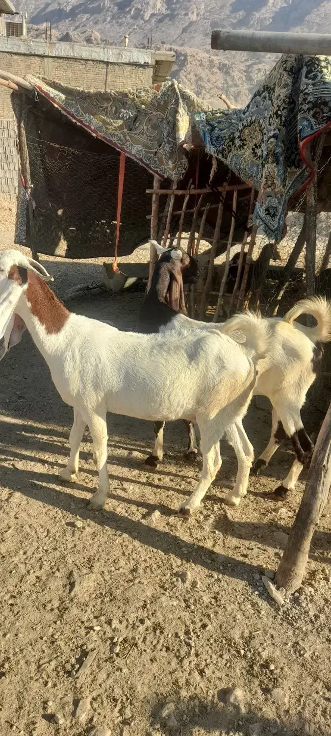شهرستان کهگیلویه لنده|حیوانات مزرعه|شیراز, شهدای شهرک سعدی|دیوار