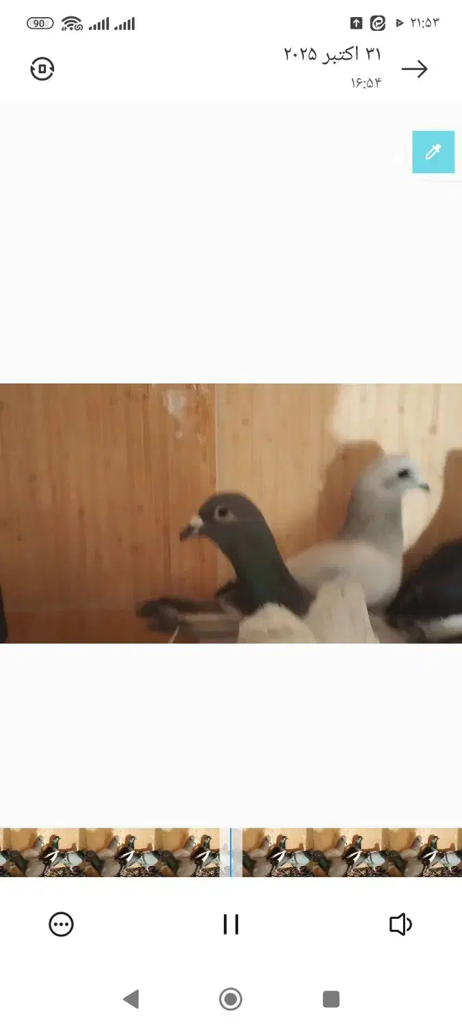 کبوتر نر و ماده سبز|پرنده|قائن, |دیوار