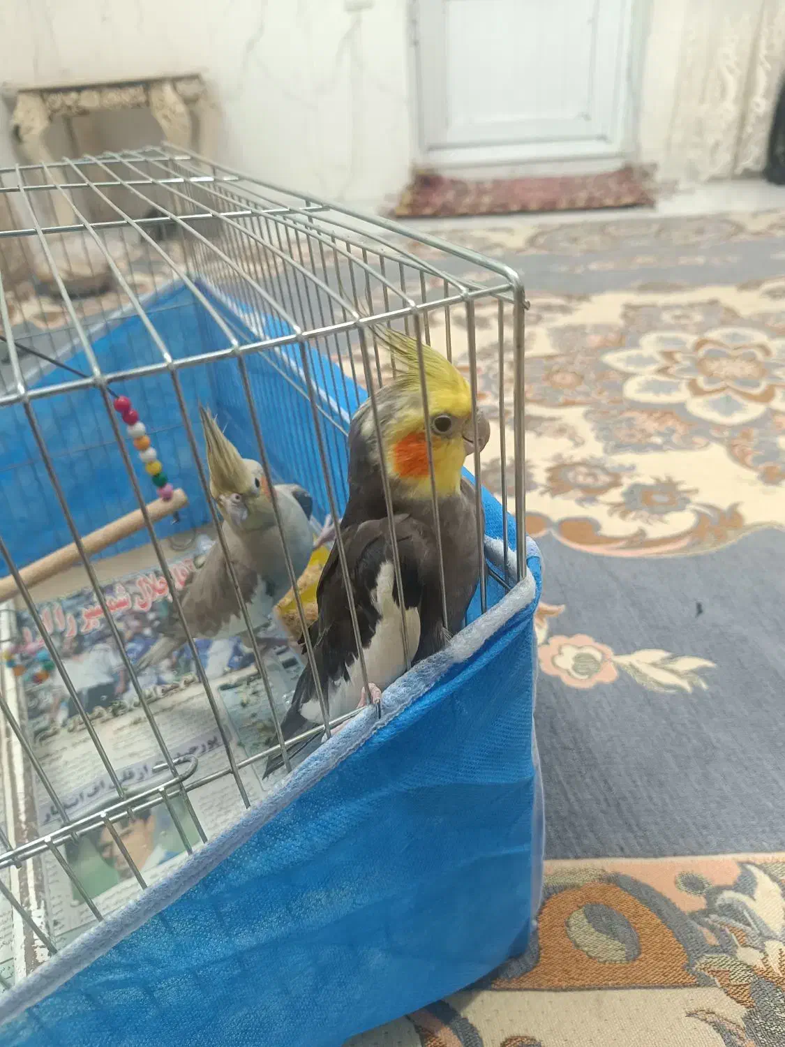 عروس هلندی|پرنده|تبریز, |دیوار