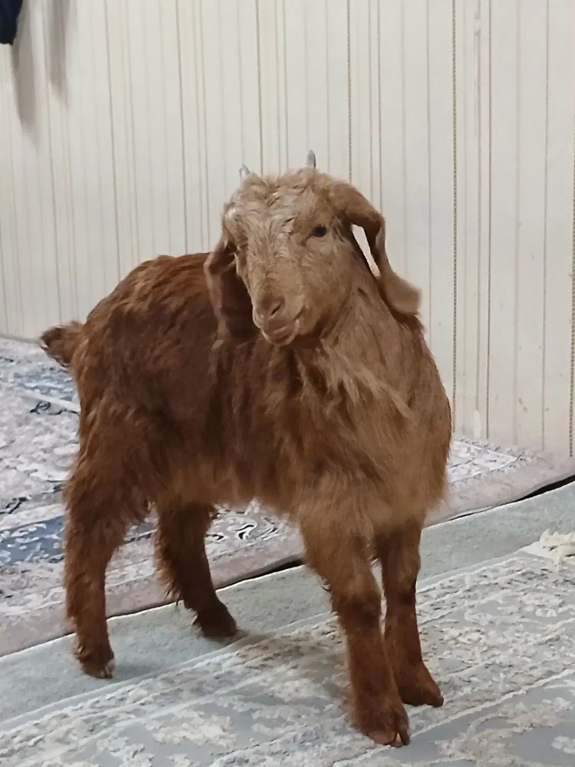 بچه بز|حیوانات مزرعه|تهران, شهرک شریعتی|دیوار