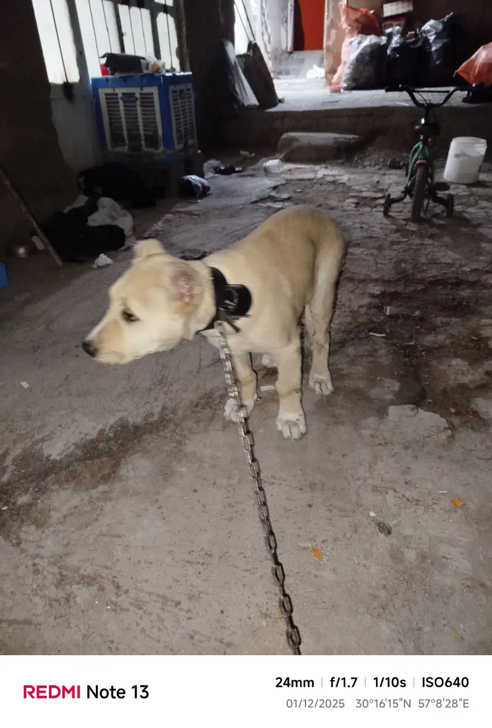 واگذاری|سگ|کرمان, |دیوار