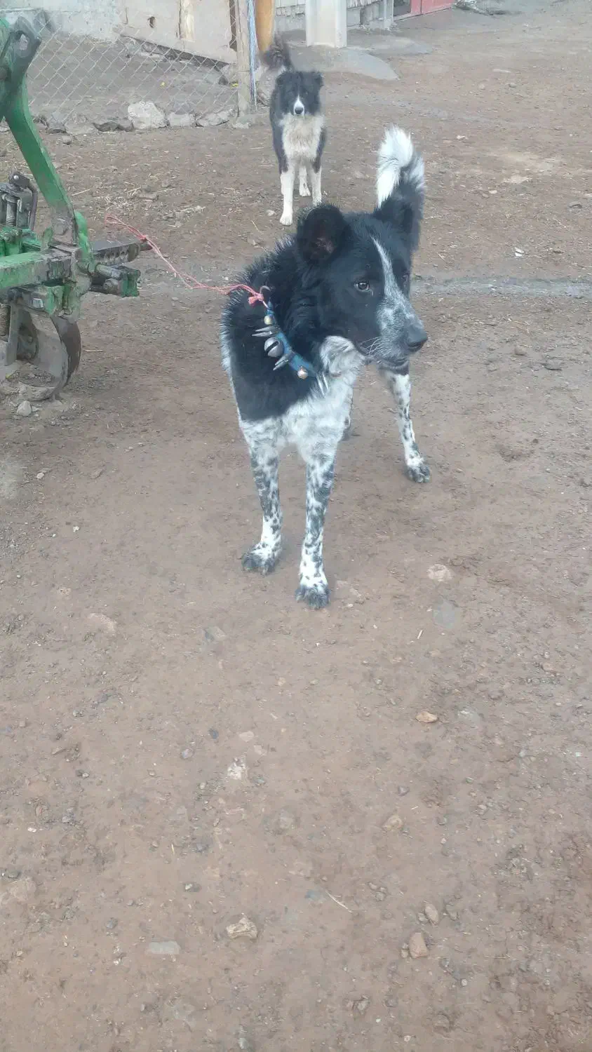 سگ قدرجونی نر|سگ|صحنه, |دیوار