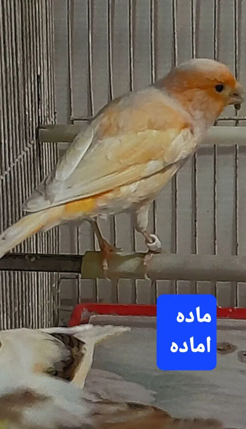 قناری نر مستخون  ماده اماده|پرنده|مشهد, هفده شهریور|دیوار