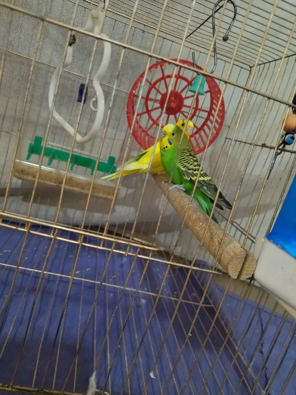 مرغ عشق|پرنده|فردیس, سپید دشت|دیوار