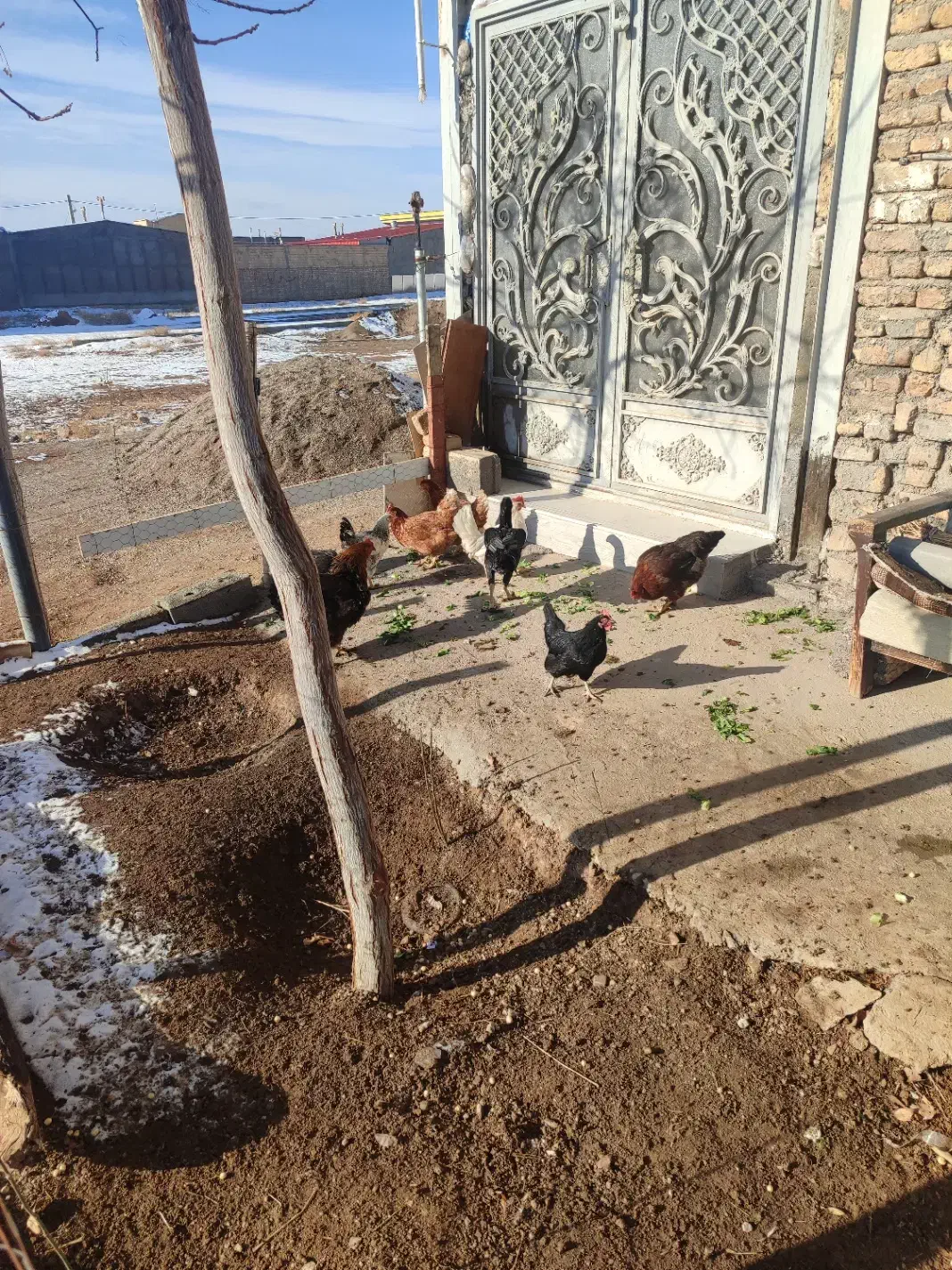 مرغ  لاری|حیوانات مزرعه|زاویه, |دیوار