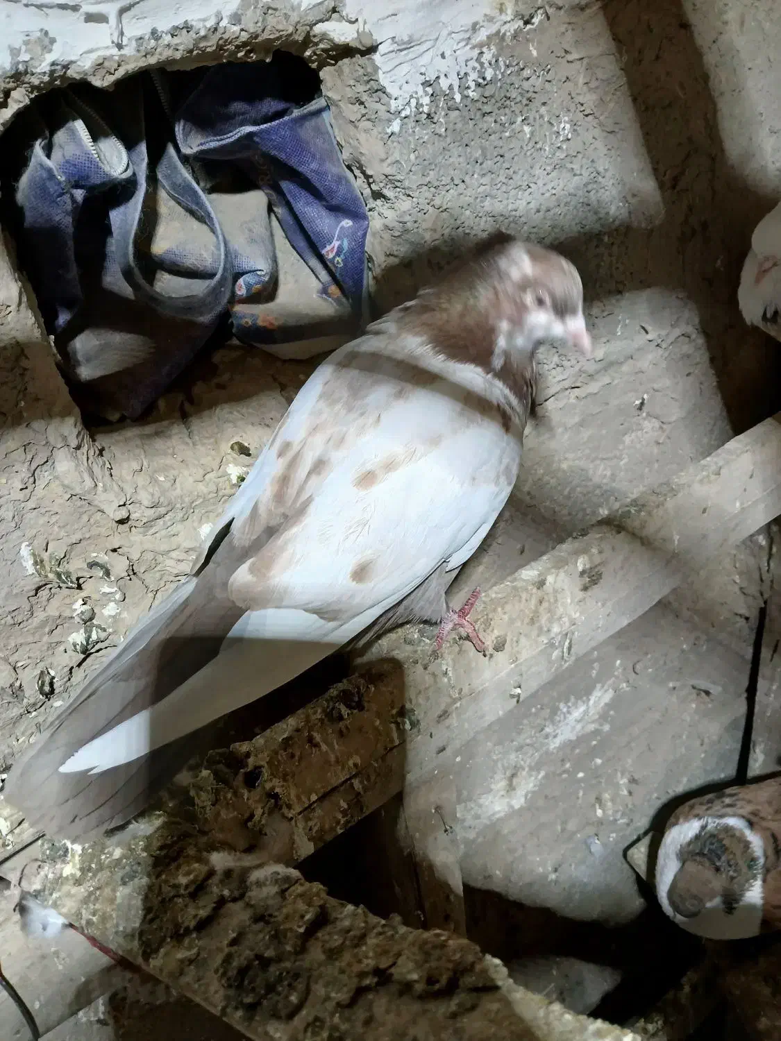 پرنده|پرنده|گتوند, |دیوار