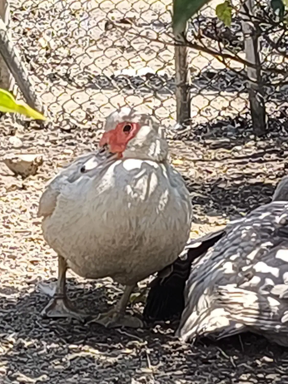 مسکویی نقره ای....بالغ|حیوانات مزرعه|عباسآباد, |دیوار