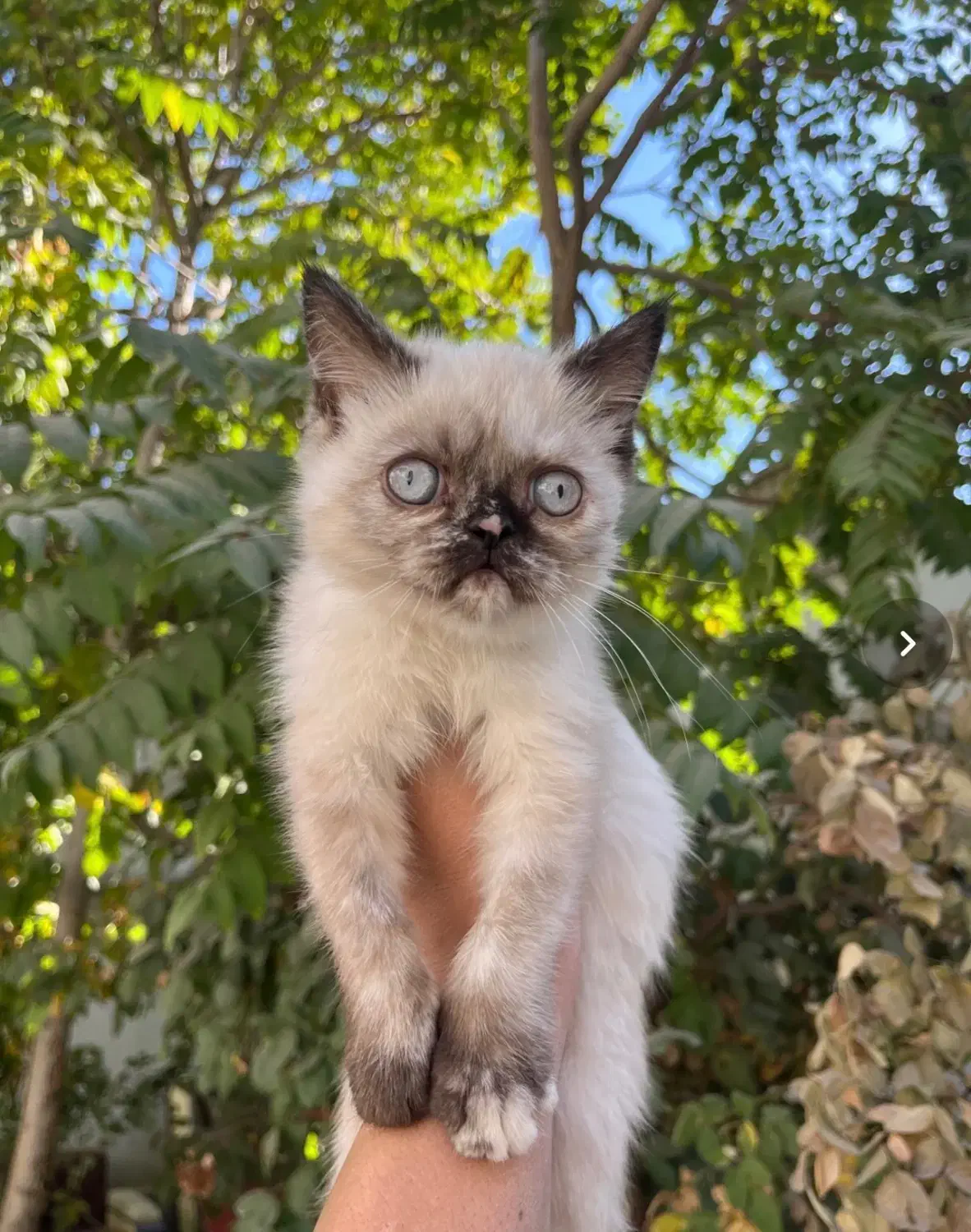 گربه ی سیامی|گربه|کرمانشاه, |دیوار