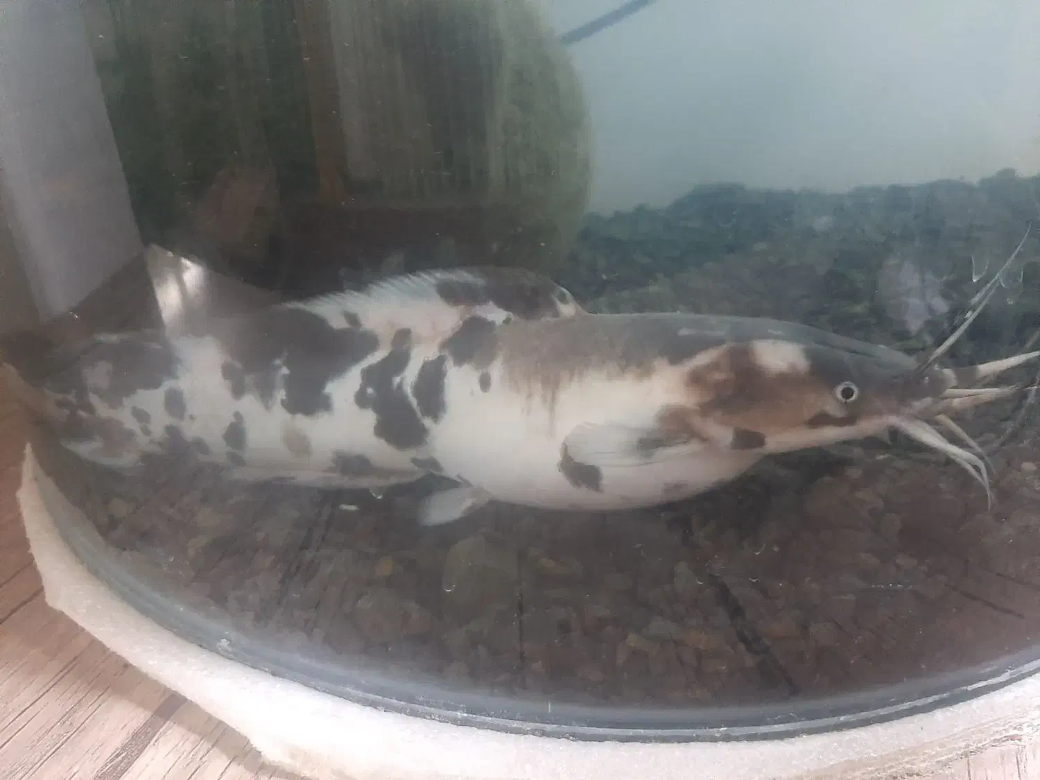 دوعددماهی افریقایی|ماهی|تربت جام, باغ سنگان سفلی|دیوار