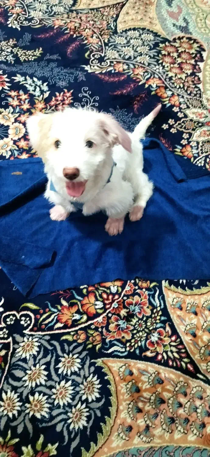 واگذاری توله نر سه ماهه|سگ|مشهد, طبرسی شمالی|دیوار