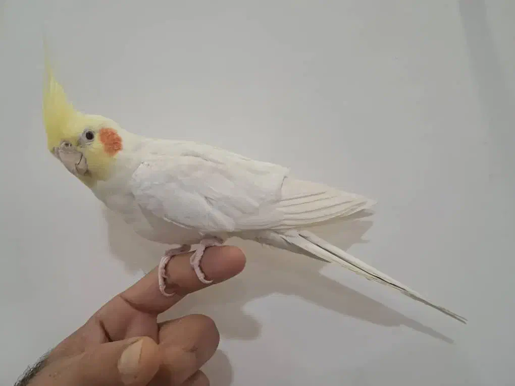 عروس هلندی لوتینو نر|پرنده|خورموج, |دیوار