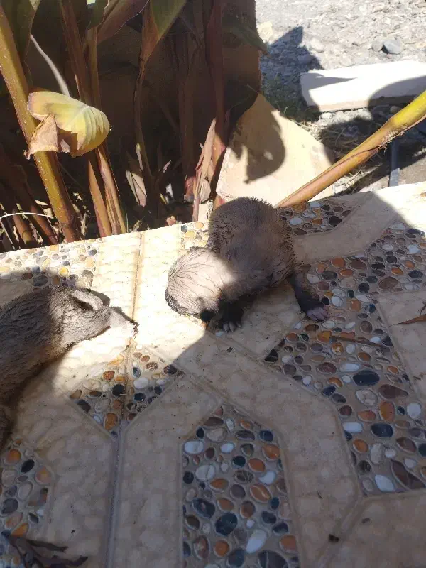 دو عدد سگ پاکوتاه با قیمت یک میلیون هر دو|سگ|کرج, محمد آباد|دیوار