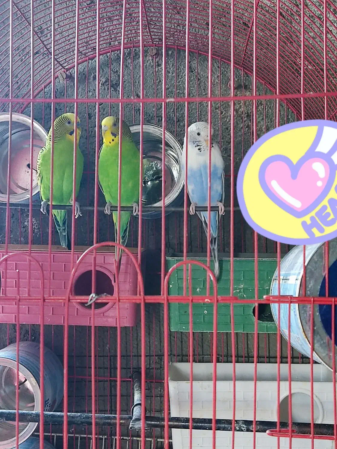 خاش،با مرغ محلی معامله میکنم،|پرنده|خاش, |دیوار