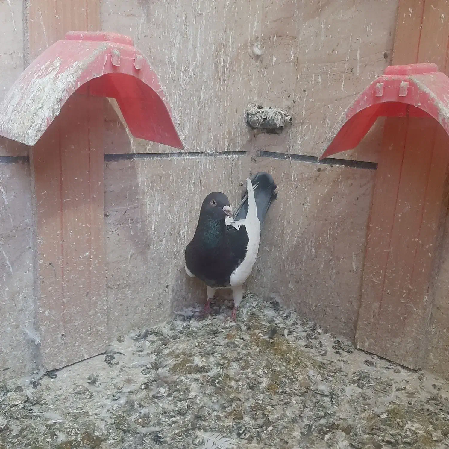 یهودی نر عالی|پرنده|فردیس, شهرک شهید حسینی|دیوار