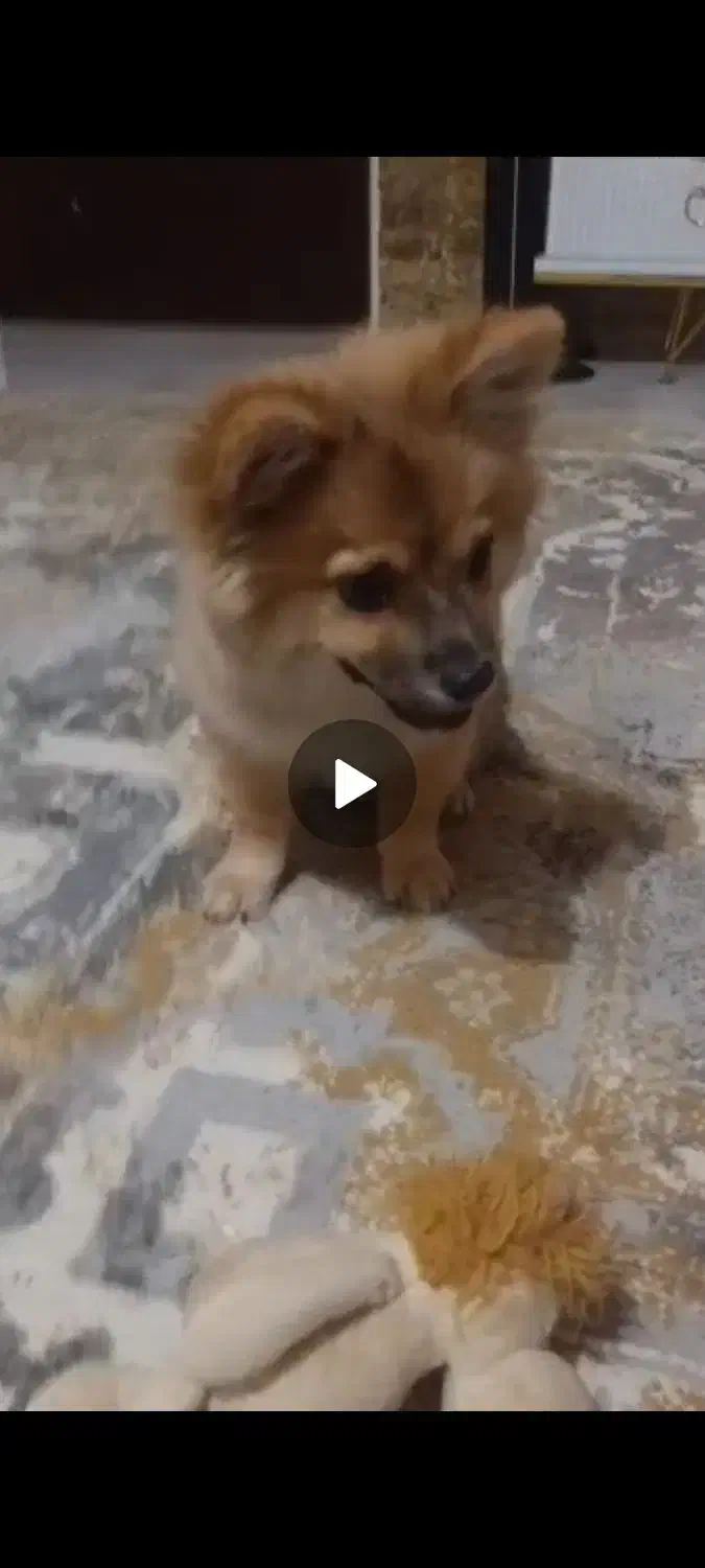 میکس چاو چاو اشپیز|سگ|پردیس, فاز ۴|دیوار