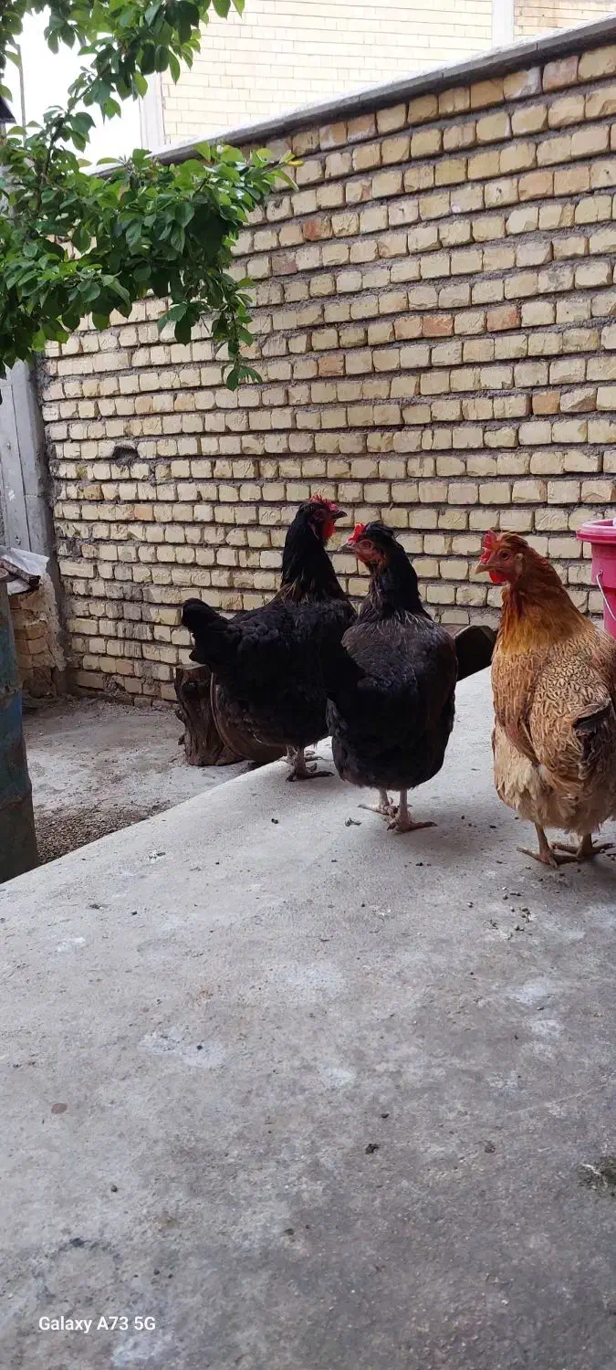 مرغ|حیوانات مزرعه|فارسان, |دیوار