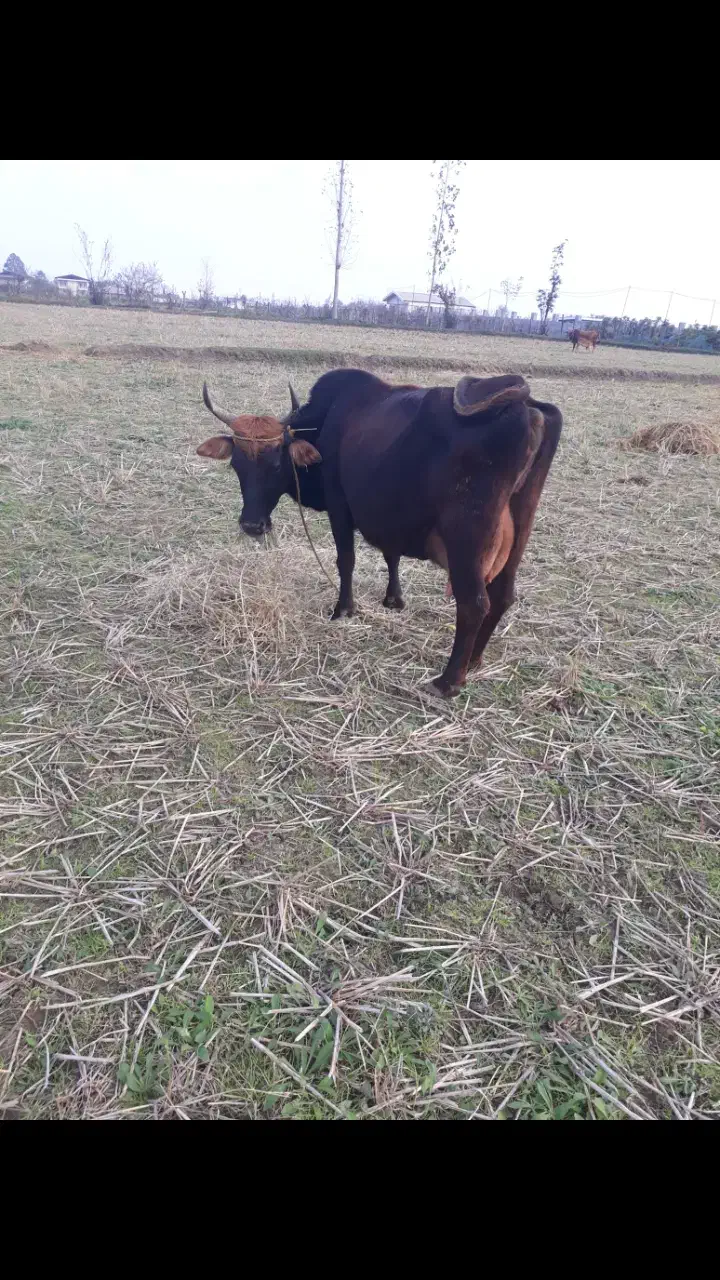 گاو محلی شیری با گوساله ماده سیمنتال امپولی|حیوانات مزرعه|رشت, یخسازی|دیوار