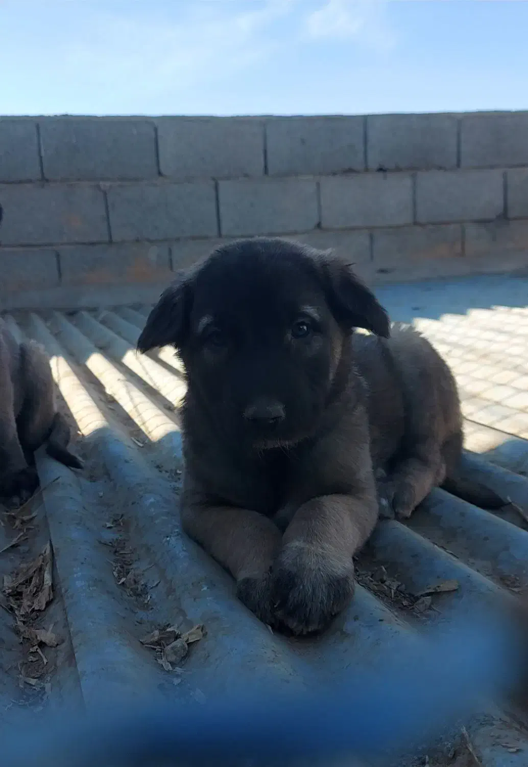 سرابی|سگ|اصفهان, سپاهانشهر|دیوار