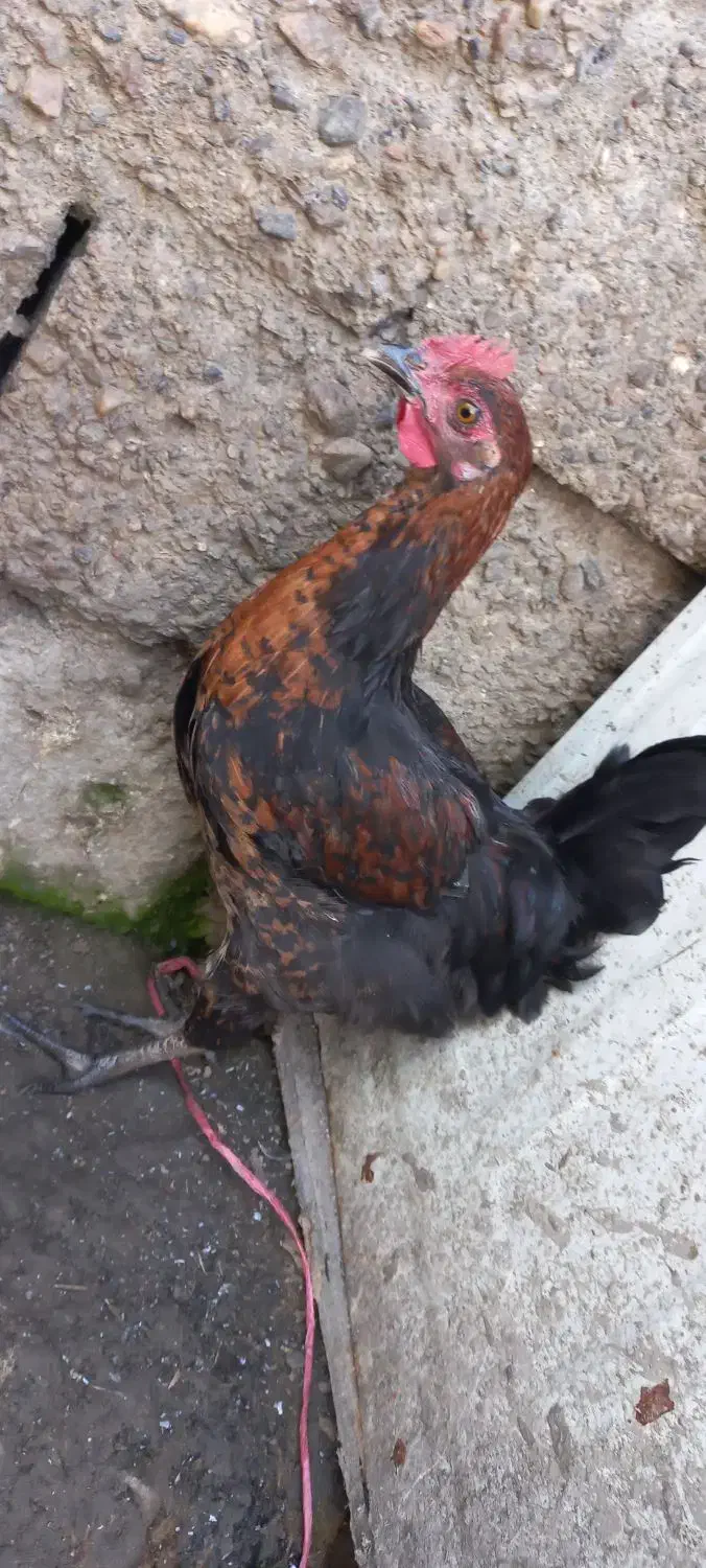 10عدد خروس های جوان وآواز خوان محلی|حیوانات مزرعه|رشت, بوسار|دیوار