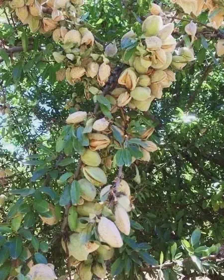 نهال بادام مخصوص و پربار منطقه شما|خدمات باغبانی و درختکاری|چرام, |دیوار