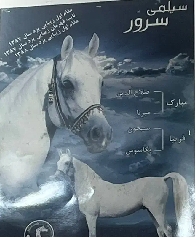 نریان عرب|اسب و تجهیزات اسب‌سواری|رفسنجان, |دیوار